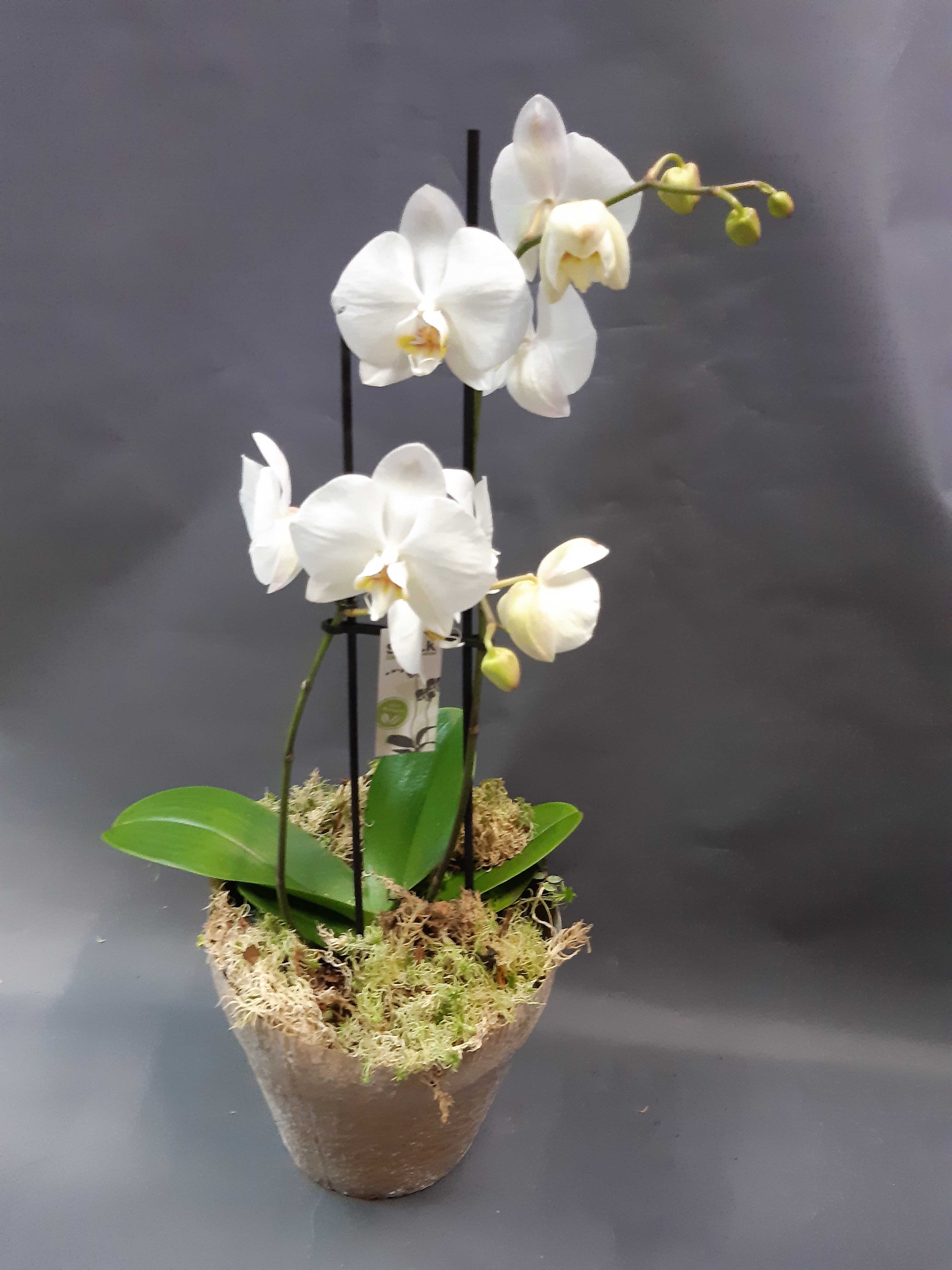 Orchidee mit Übertopf und Deko - mit Karte